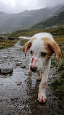 Wet Puppy Exploring Mountain Trail on Rainy Day