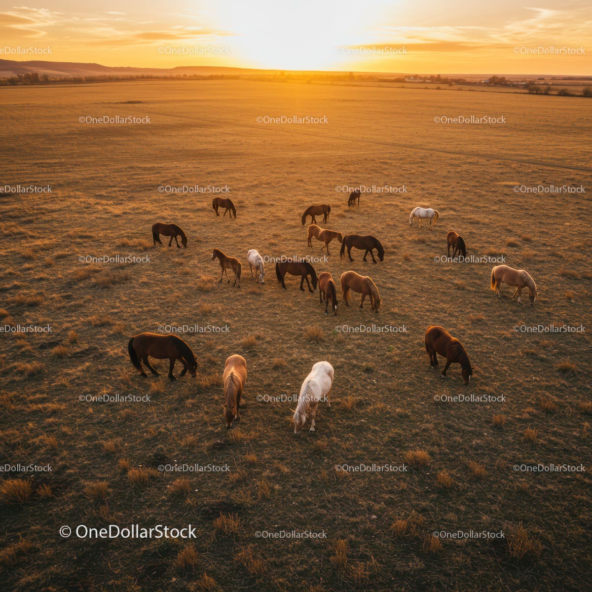 Herd of Horses Grazing During a Golden Sunset