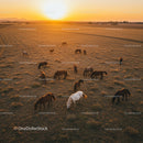 Herd of Horses Grazing at Sunset in Countryside Field