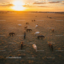 Horses Grazing in a Sunlit Pasture at Sunset