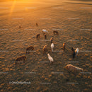 Grazing Horses in a Sunlit Open Field at Sunset
