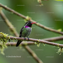Vibrant Hummingbird Perched in Tropical Forest