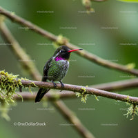 Vibrant Hummingbird Perched in Tropical Forest