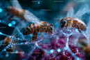 Macro Shot of Honeybees Gathering Nectar on a Flower