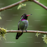 Colorful Hummingbird Perched on a Branch in Nature