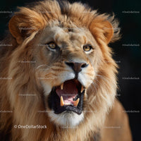 Majestic Lion with Roaring Expression in Wildlife Close-Up