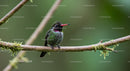 Hummingbird Perched on Mossy Branch in Lush Forest