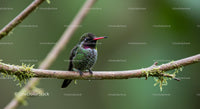 Hummingbird Perched on Mossy Branch in Lush Forest