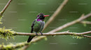 Vibrant Hummingbird Perched on a Mossy Branch