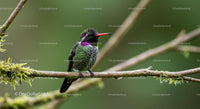 Vibrant Hummingbird Perched on a Mossy Branch
