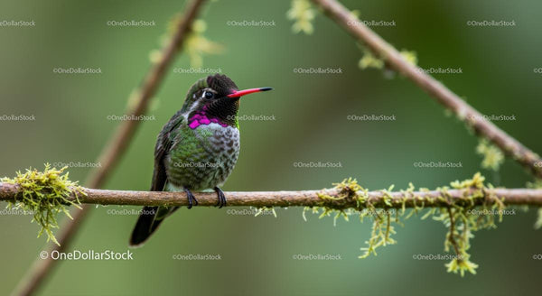 Vibrant Hummingbird Perched on a Mossy Branch