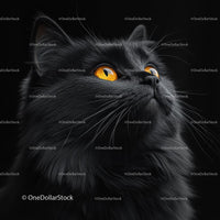 Fluffy Cat with Striking Yellow Eyes in Dark Lighting