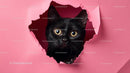 Curious Black Cat Peeking Through Torn Pink Paper