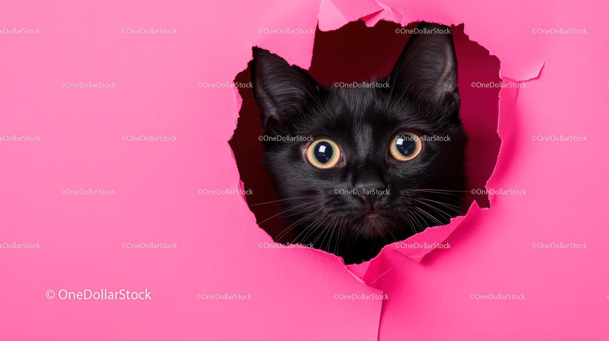 Curious Black Cat Peeking through Pink Torn Paper