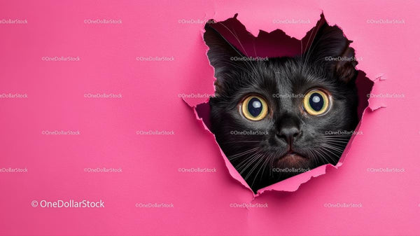 Ciekawy czarny kot zaglądający przez różowy podarty papier