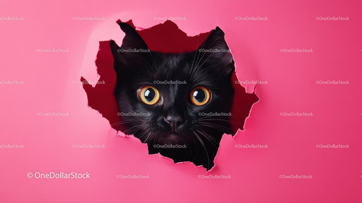 Black Cat Peeking Through Pink Paper with Wide Eyes