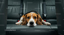 Beagle Relaxing Comfortably on Car's Backseat
