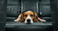Beagle Relaxing Comfortably on Car's Backseat