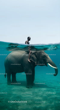 Elephant and Rider Partially Submerged in Tranquil Waters