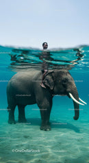 Man Riding Elephant in Clear Blue Waters