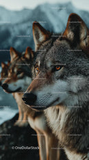 Majestic Gray Wolves in Snowy Mountain Wilderness