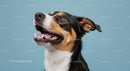 Joyful Tricolor Dog Smiling Against Blue Background