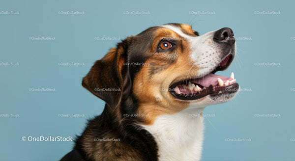 Happy Tricolor Dog Portrait against Blue Background