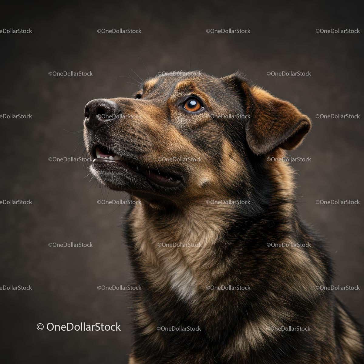 Alert Brown Dog in Portrait Pose with Curious Expression