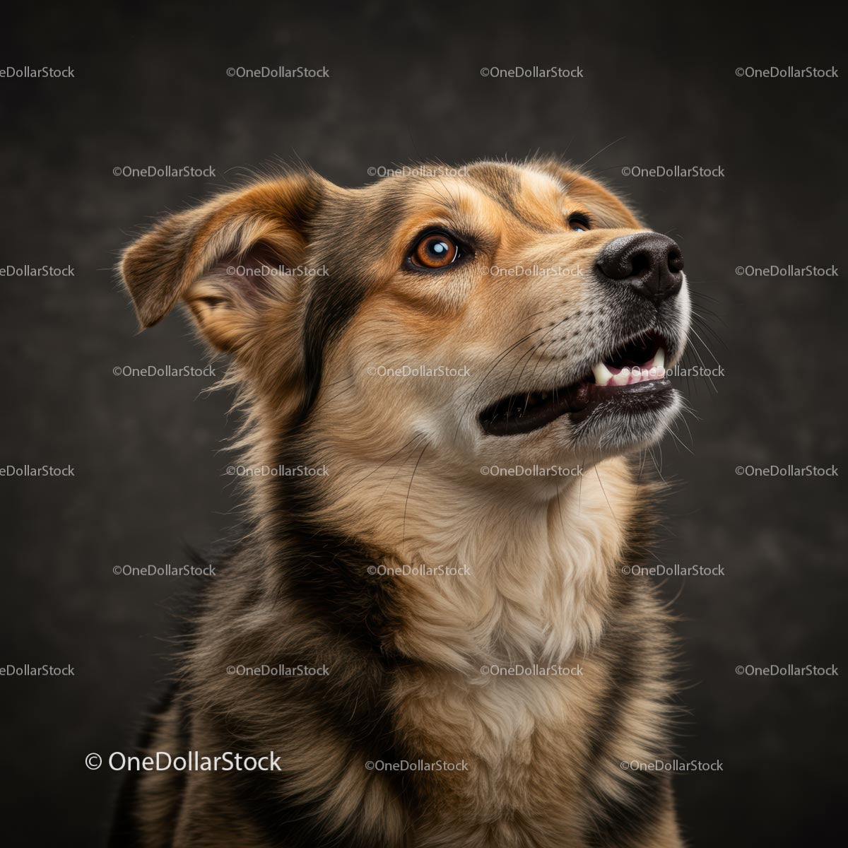 Attentive Dog Portrait with Fluffy Brown and Black Fur