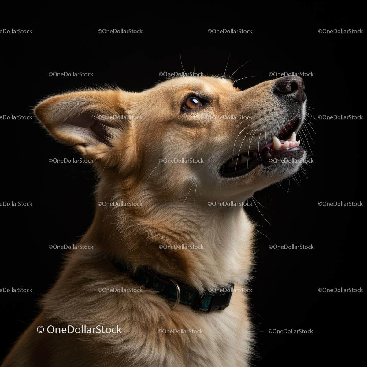 Portrait of a Happy Dog in Studio Lighting