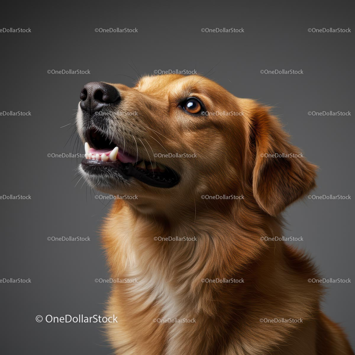 Golden Retriever o radosnym wyrazie twarzy