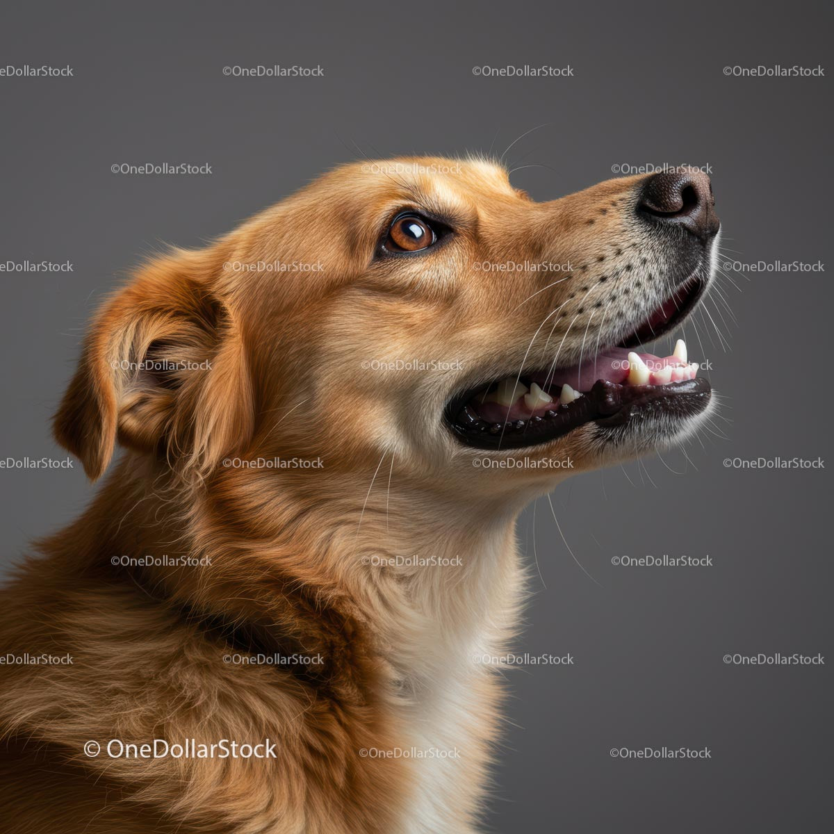 Golden Retriever z radosnym wyrazem twarzy w świetle studyjnym