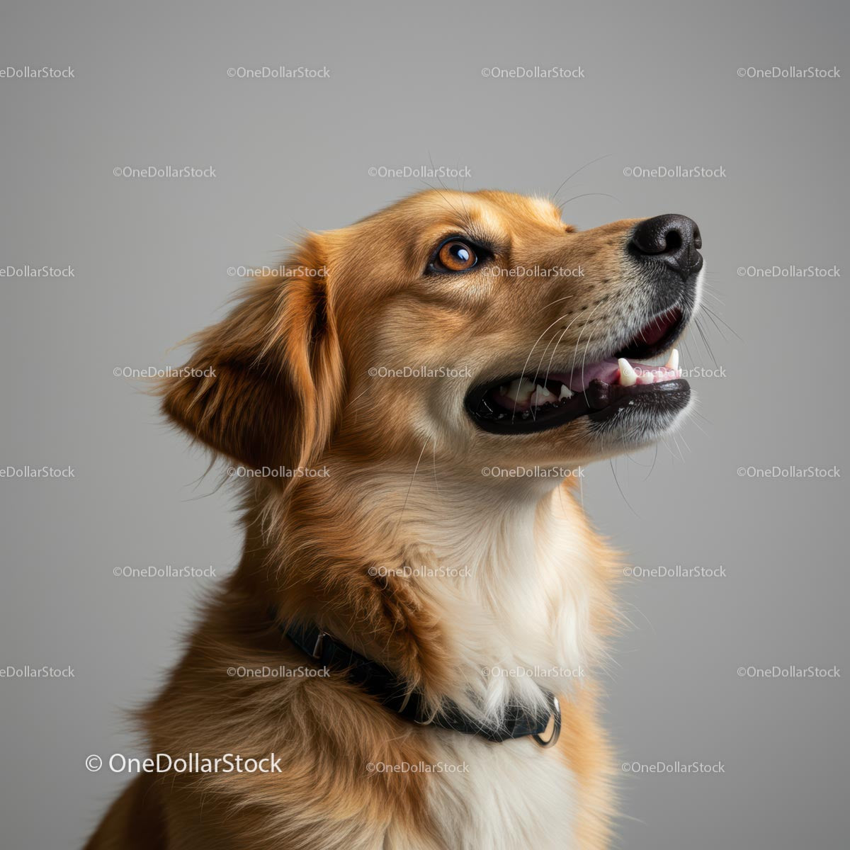 Uśmiechnięty Golden Retriever w widoku profilu
