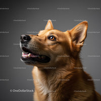 Cheerful Brown Dog with Fluffy Ears in Studio Portrait
