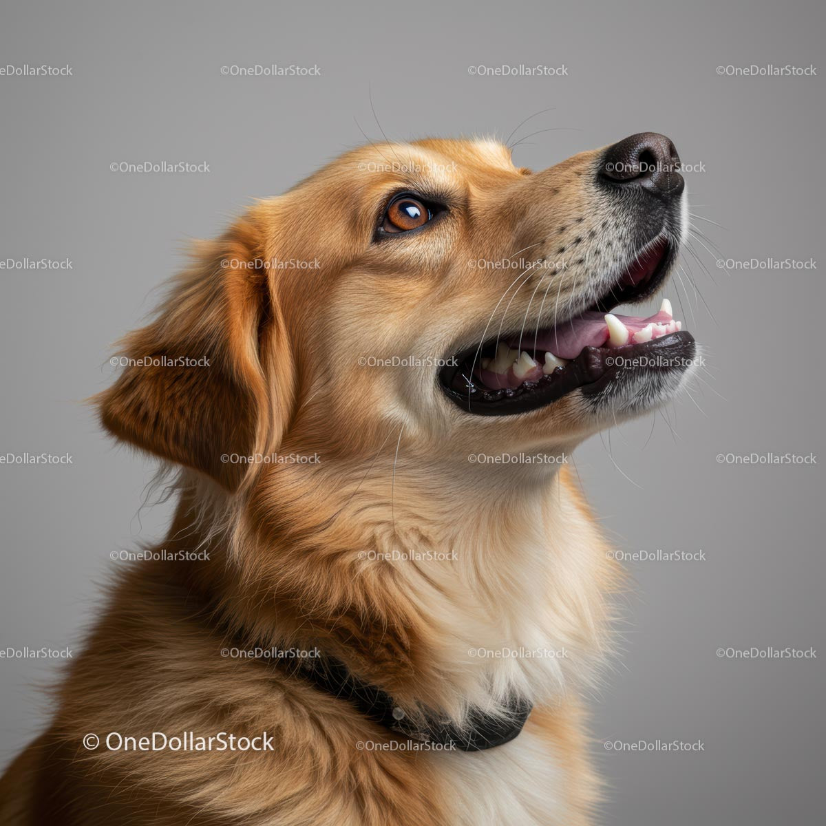 Golden Retriever o radosnym wyrazie twarzy