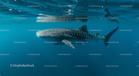Magnificent Whale Shark Gliding Underwater