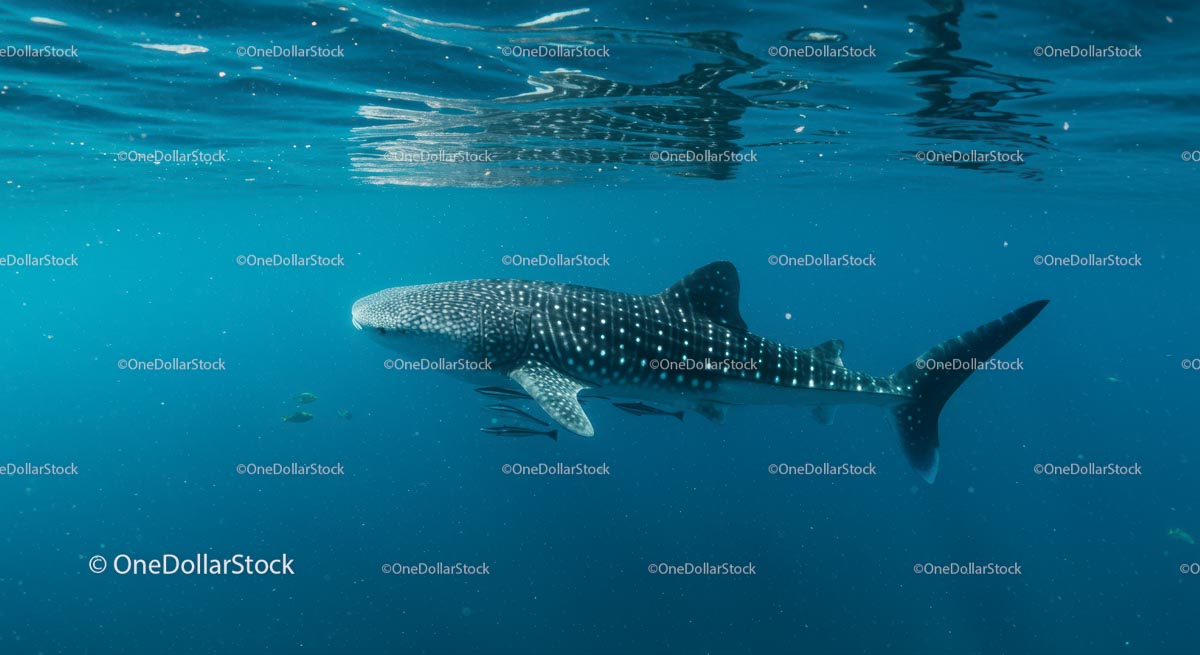 Majestic Whale Shark Gliding Through Clear Ocean Waters