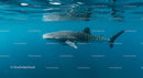 Majestic Whale Shark in Tranquil Blue Waters