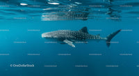 Majestic Whale Shark in Tranquil Blue Waters