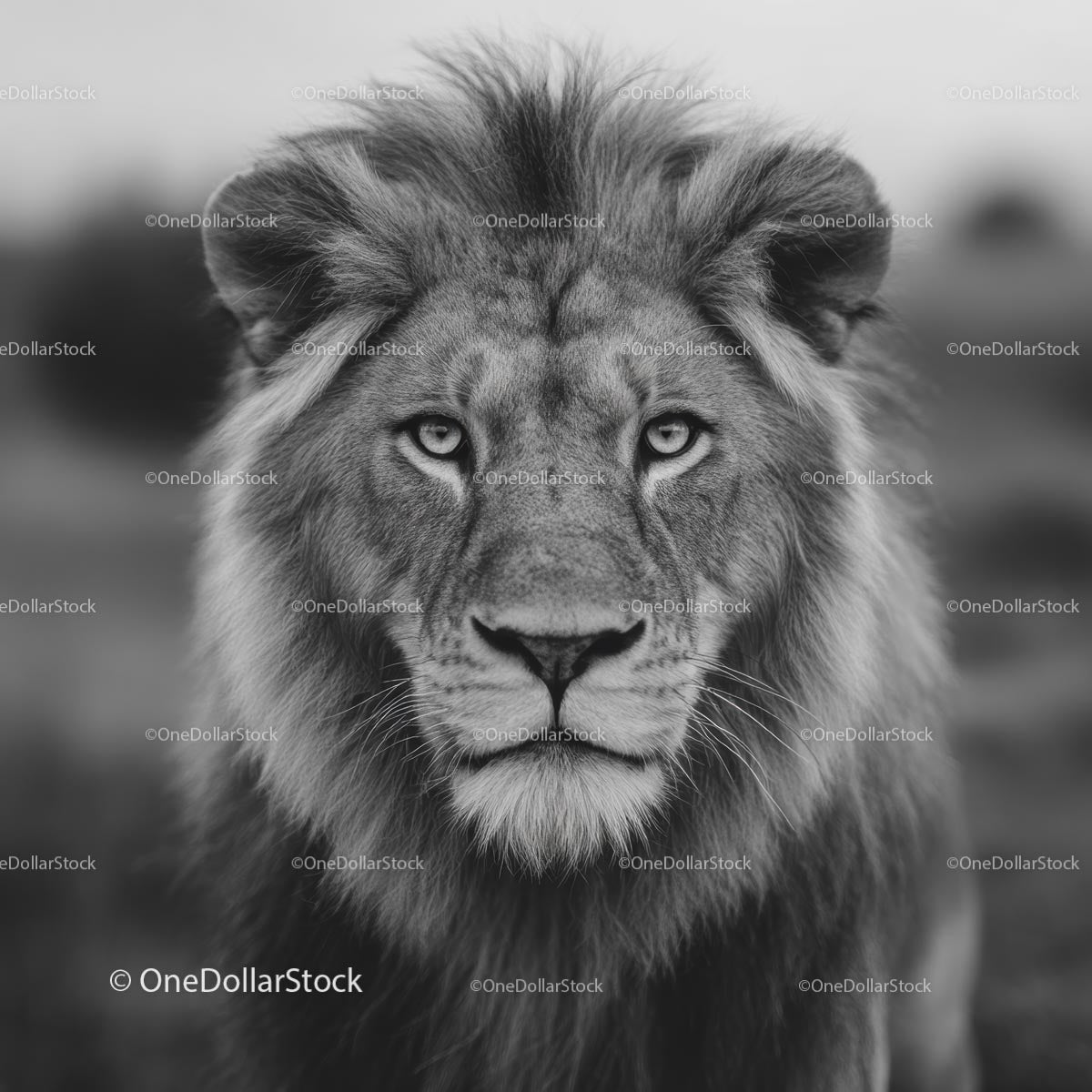 Majestic Lion in Monochrome Close-up