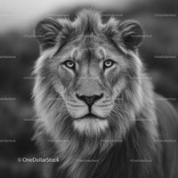 Majestic Lion Portrait in Black and White