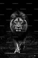 Majestic Lion in Stunning Black and White Portrait