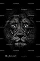 Majestic Lion Portrait in Black and White