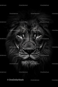 Majestic Lion Portrait in Black and White
