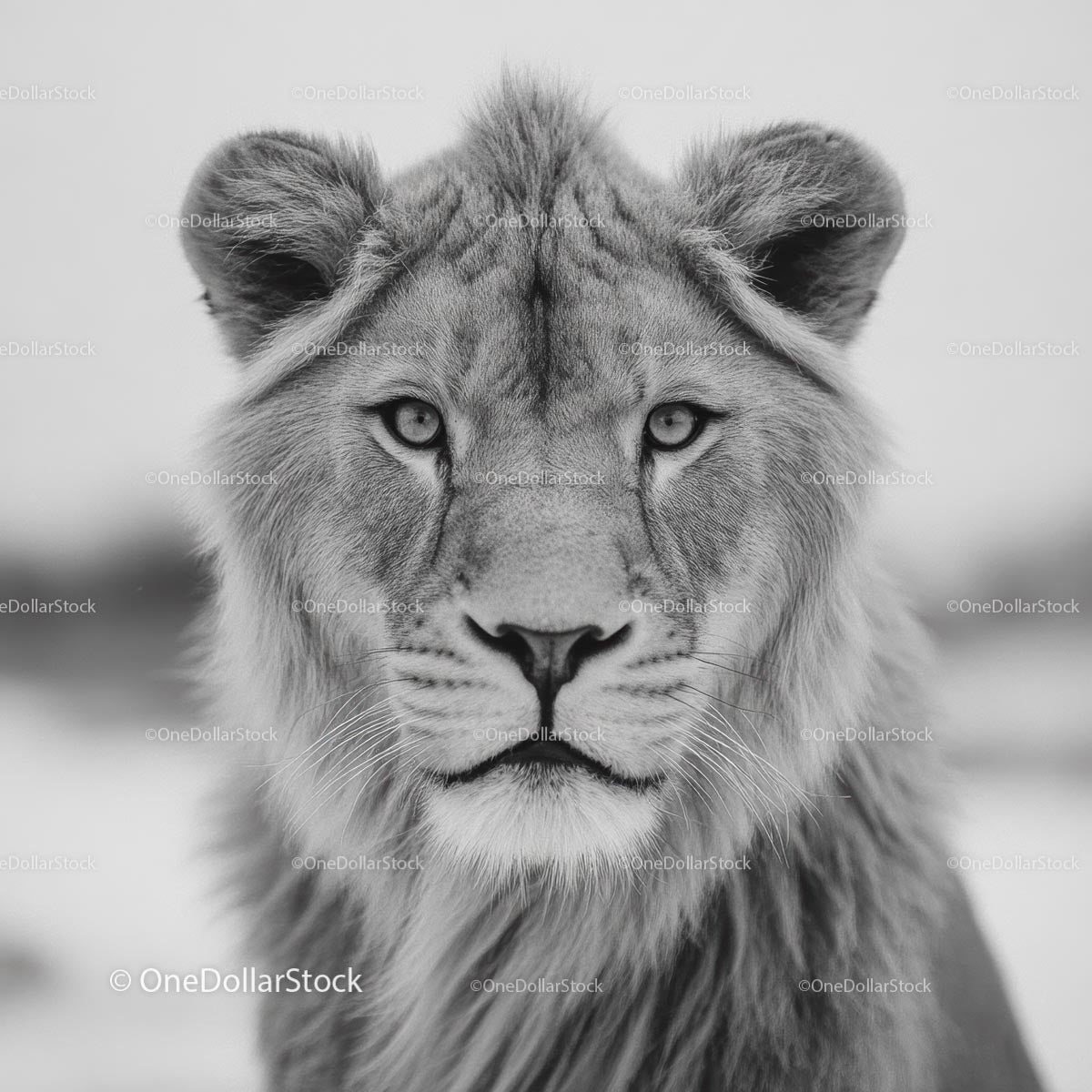 Majestic Lion Portrait in Black and White