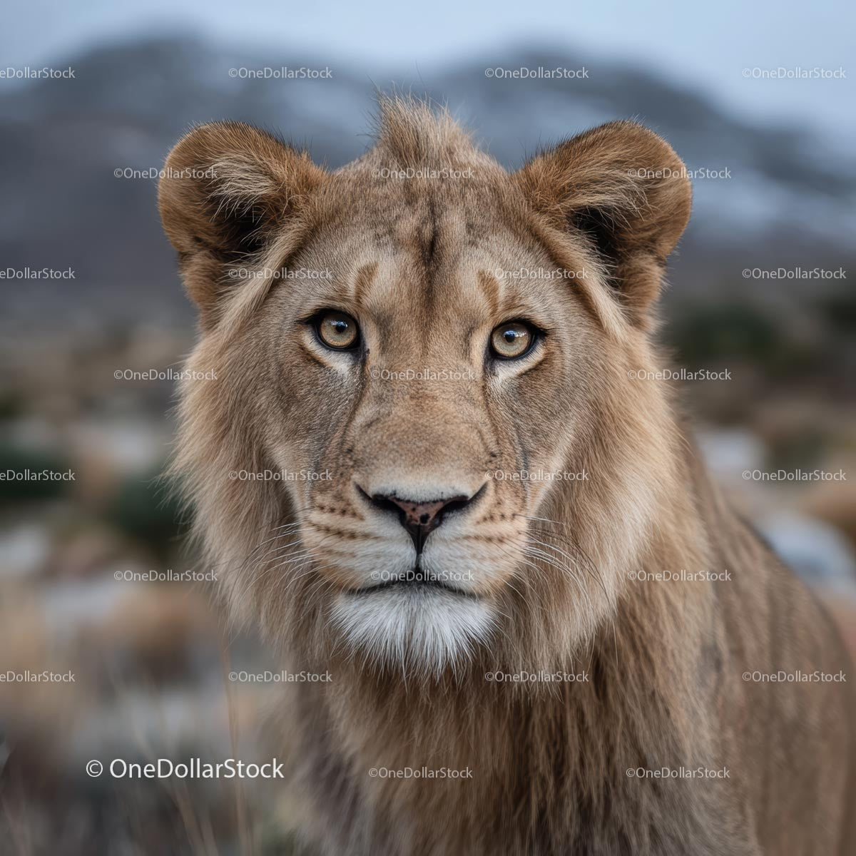 Majestic Lion in Natural Habitat Close-up