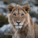 Majestic Lion in Natural Habitat