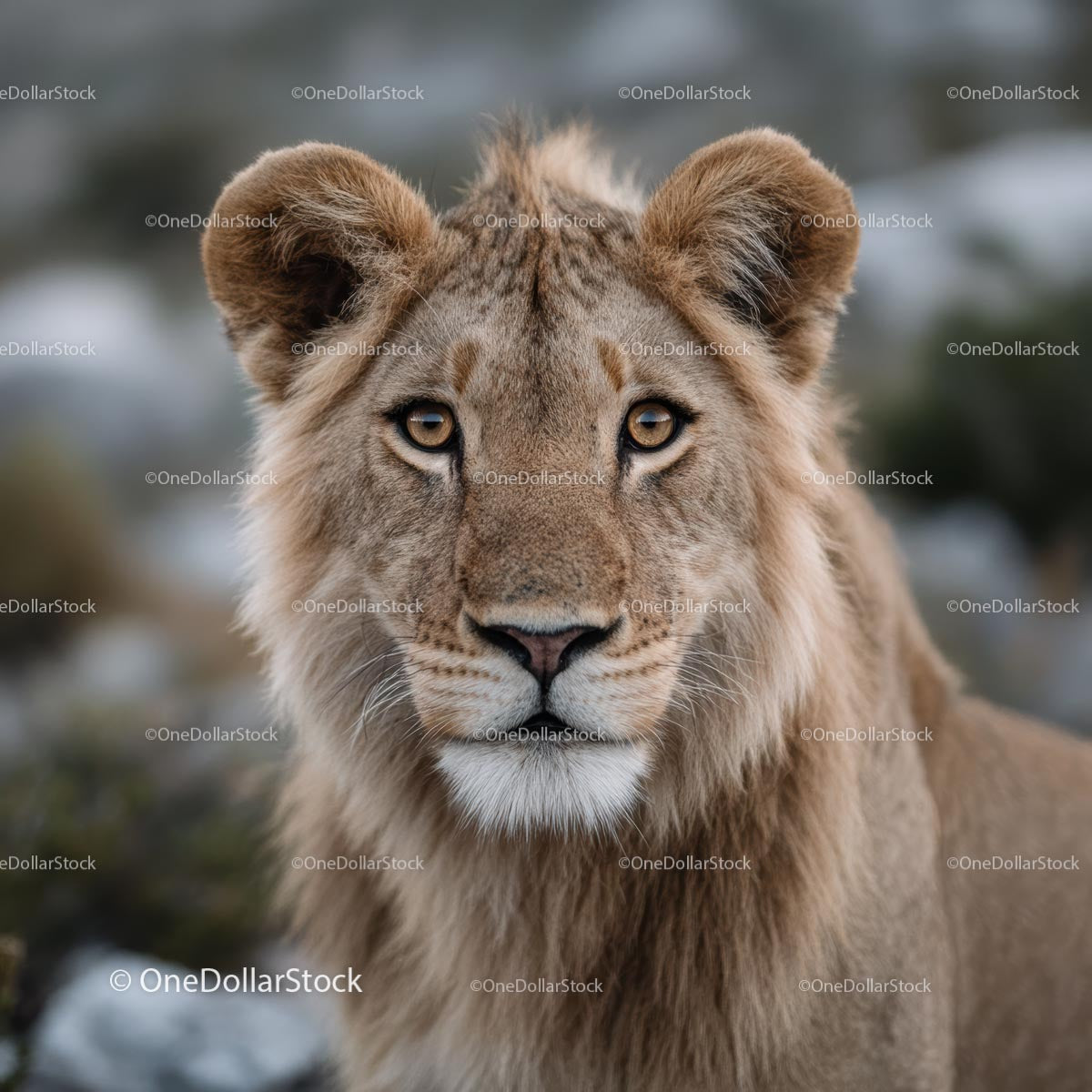 Majestic Young Lion in Natural Habitat Close-Up