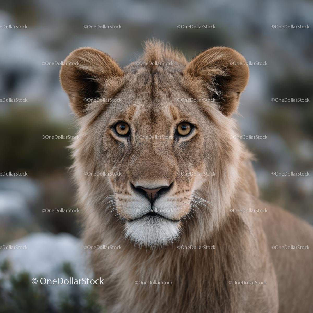 Majestic Lion Portrait in Natural Habitat