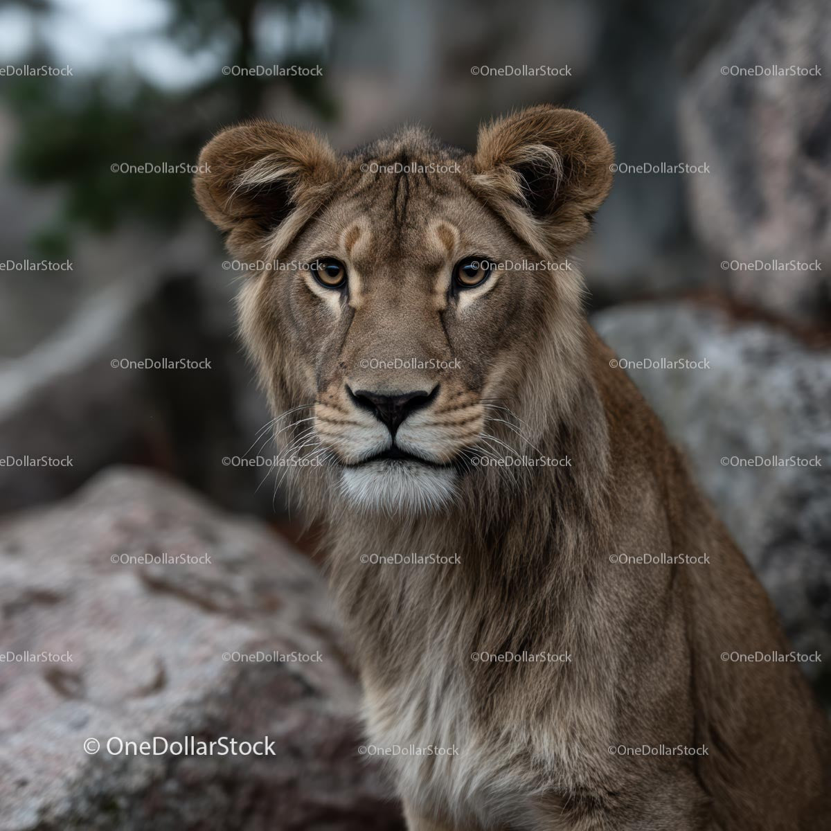 Majestic Lion Staring Intently in Natural Habitat